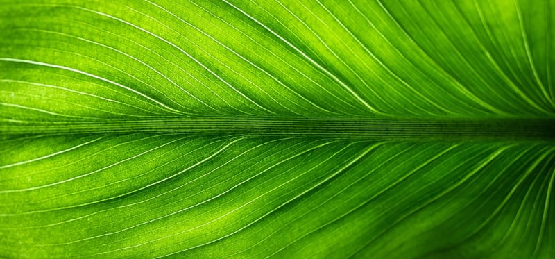 Eco-friendly Wearables